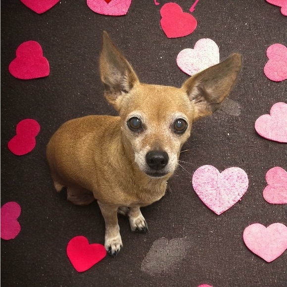 Meet your Posher, Victoria - Picture 13 of 17